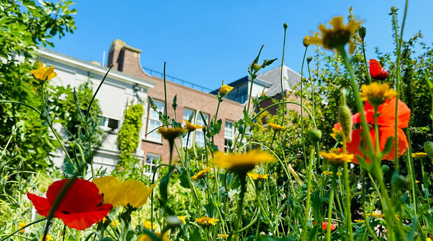 Tuin in een stad met veel bloemen