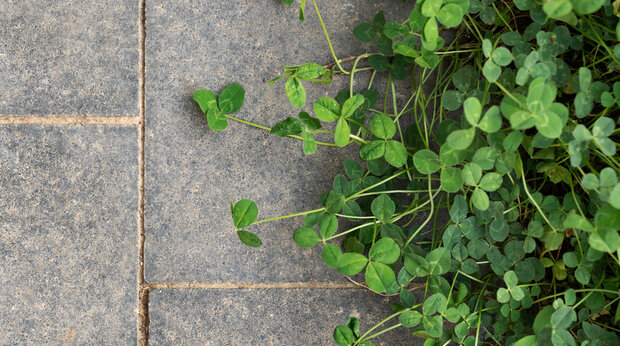 Tegels en groen plantjes naast elkaar
