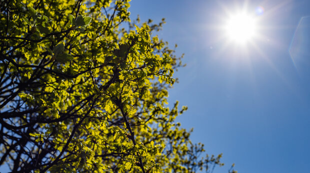 Fel schijnende zon en bomen