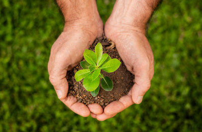 Handen houden een hoopje aarde vast waarin een plantje groeit.