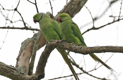 Stadsparkieten in een boom