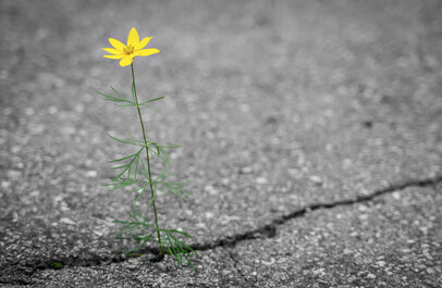 Uit een scheur in het asfalt groeit een bloem