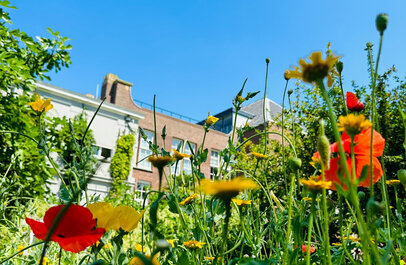 Tuin in een stad met veel bloemen
