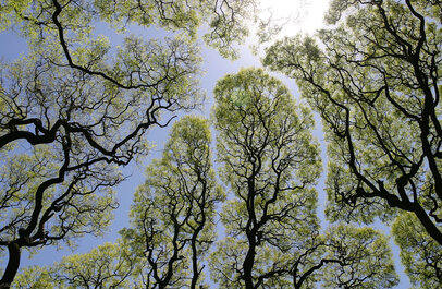 Toppen van bomen tegen een achtergrond van lucht en zon