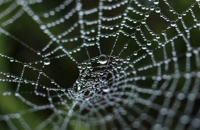 Spinnenweb met dauwdruppeltjes