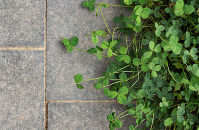 Tegels en groen plantjes naast elkaar