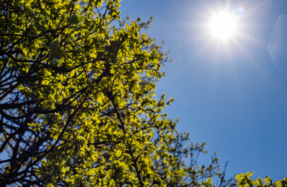 Fel schijnende zon en bomen