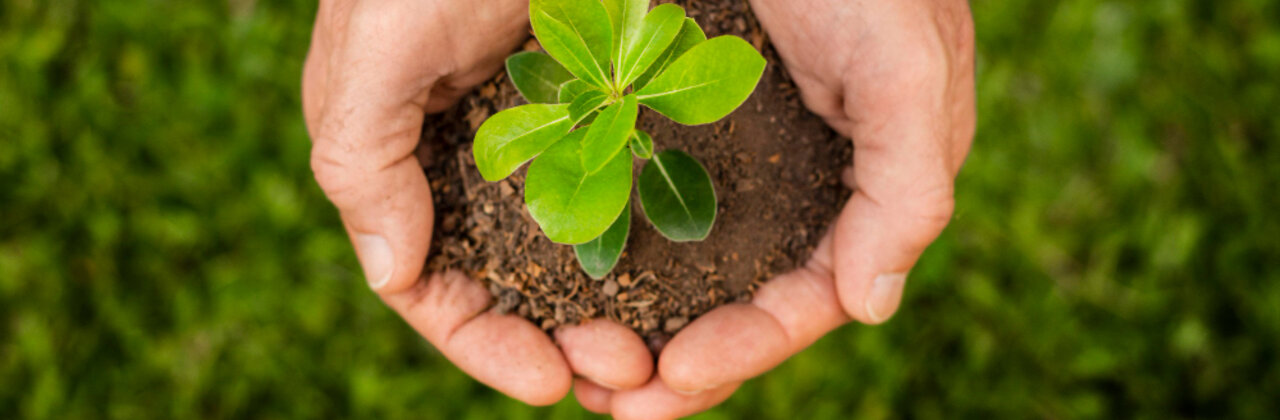 Handen houden een hoopje aarde vast waarin een plantje groeit.