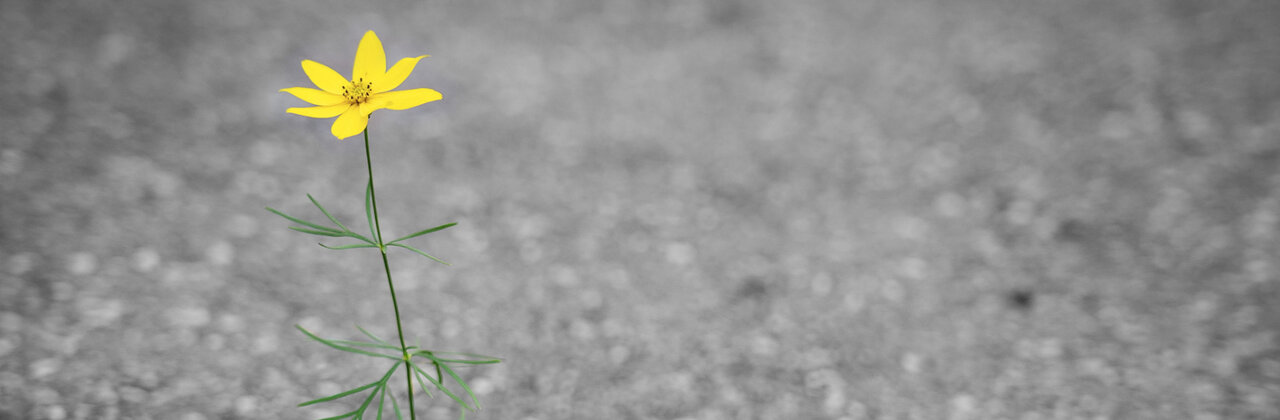 Uit een scheur in het asfalt groeit een bloem