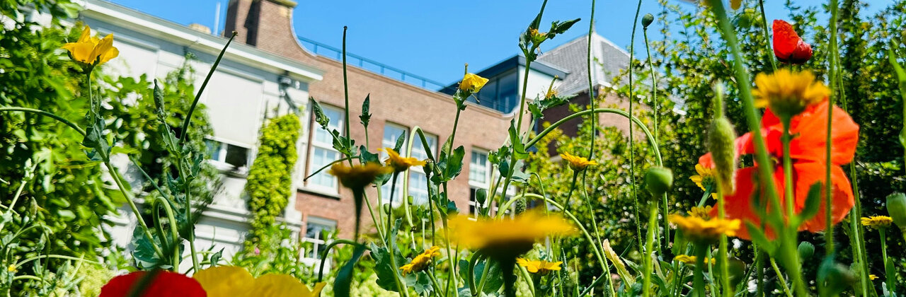 Tuin in een stad met veel bloemen