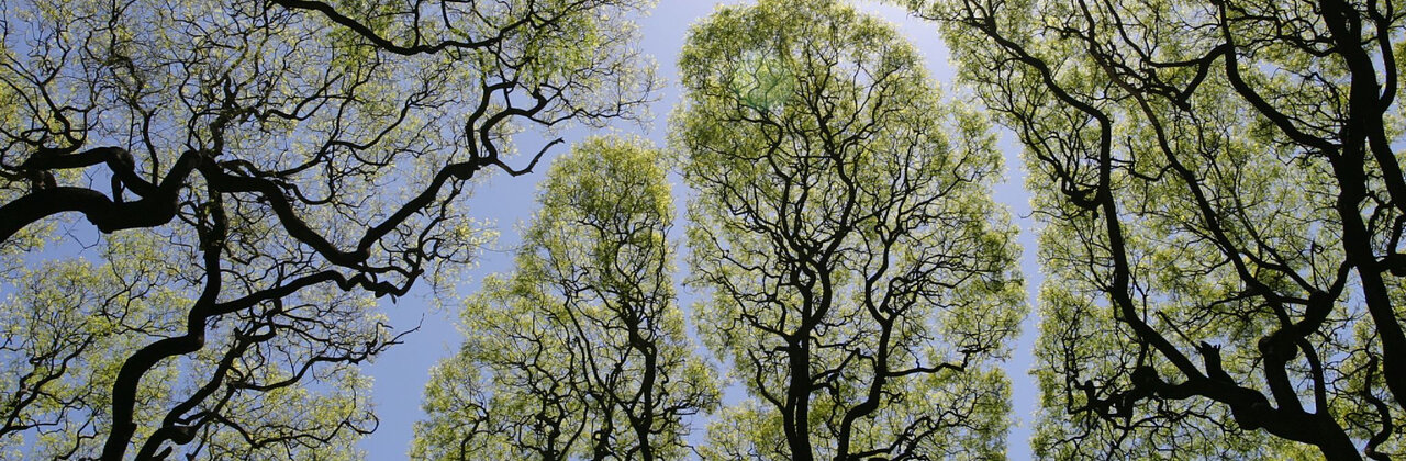 Toppen van bomen tegen een achtergrond van lucht en zon