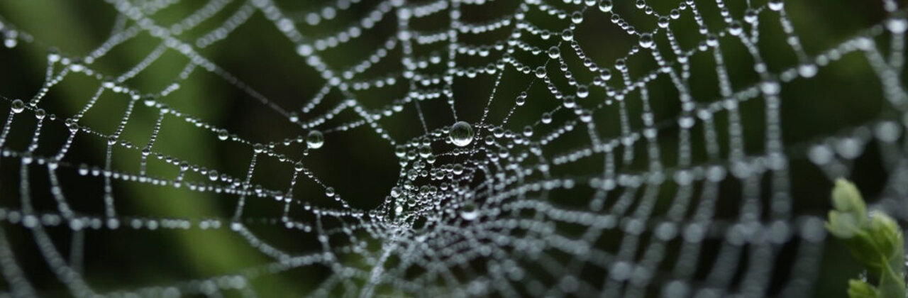 Spinnenweb met dauwdruppeltjes