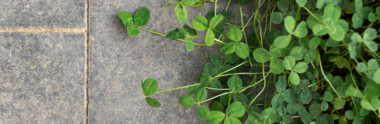 Tegels en groen plantjes naast elkaar