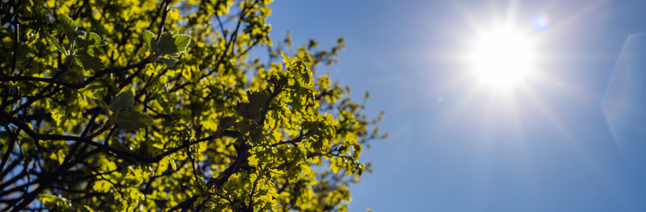 Fel schijnende zon en bomen