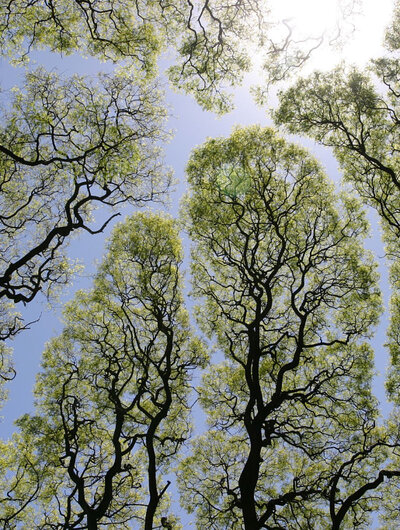 Toppen van bomen tegen een achtergrond van lucht en zon