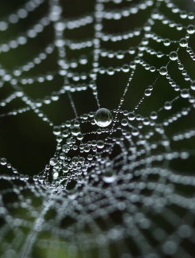 Spinnenweb met dauwdruppeltjes